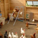 103x50x100cm Outdoor Chicken Perch